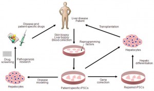 Gene Transcription in Fibroblasts