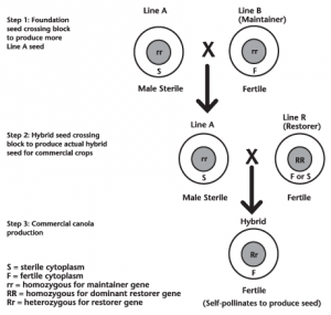 The male Sterility